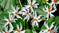 Phulera Dooj 2024: फुलेरा दूज पर चढ़ाएं श्रीकृष्ण को ये 6 फूल, दूर होगी लव लाइफ और दांपत्य जीवन की परेशानी