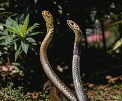 ਅੱਜ ਵੀ ਦੁਨੀਆ 'ਤੇ ਮੌਜੂਦ ਹੈ 'ਨਾਗਲੋਕ', ਗਏ ਤਾਂ ਮੌਤ ਪੱਕੀ !