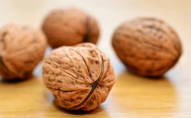 ਹੁਣ ਬਰਤਨ 'ਚ 2-3 ਇੰਚ ਡੂੰਘਾ ਟੋਆ ਬਣਾ ਲਓ। ਇਸ ਤੋਂ ਬਾਅਦ ਟੋਏ 'ਚ ਅਖਰੋਟ ਦੇ ਬੀਜ ਰੱਖੋ ਅਤੇ ਫਿਰ ਇਸ ਨੂੰ ਮਿੱਟੀ ਨਾਲ ਢੱਕ ਦਿਓ। ਹੁਣ ਘੜੇ 'ਚ ਪਾਣੀ ਪਾ ਦਿਓ ਪਰ ਧਿਆਨ ਰੱਖੋ ਕਿ ਜ਼ਿਆਦਾ ਪਾਣੀ ਨਾ ਹੋਵੇ।