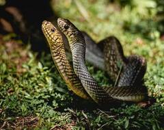 ਅੱਜ ਵੀ ਦੁਨੀਆ 'ਤੇ ਮੌਜੂਦ ਹੈ 'ਨਾਗਲੋਕ', ਗਏ ਤਾਂ ਮੌਤ ਪੱਕੀ !