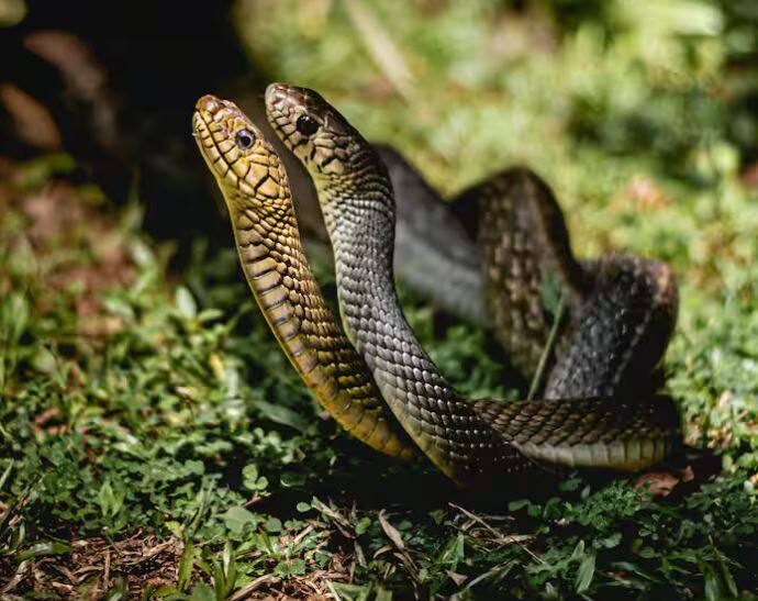 ਇਸ ਜਗ੍ਹਾ ਦਾ ਨਾਂ 'ਇਲਾਹਾ ਦਾ ਕਵਿਮਾਦਾ' ਹੈ। ਜੋ ਕਿ ਬ੍ਰਾਜ਼ੀਲ ਦਾ ਇੱਕ ਟਾਪੂ ਹੈ। ਤੁਹਾਨੂੰ ਇਹ ਜਾਣ ਕੇ ਹੈਰਾਨੀ ਹੋਵੇਗੀ ਕਿ ਇਸ ਟਾਪੂ 'ਤੇ 4 ਹਜ਼ਾਰ ਤੋਂ ਵੱਧ ਸੱਪ ਹਨ।