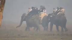 PM Modi in Kaziranga Park: વહેલી સવારે કાઝીરંગા પાર્ક પહોંચ્યાં PM મોદી, જંગલ સફારી દરમિયાન હાથીની કરી સવારી