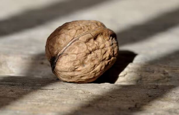 ਇਸ ਪੌਦੇ ਨੂੰ ਸੂਰਜ ਦੀ ਰੌਸ਼ਨੀ ਦੀ ਲੋੜ ਹੁੰਦੀ ਹੈ. ਇਸ ਲਈ, ਇਸ ਨੂੰ ਧੁੱਪ ਵਿਚ ਰੱਖੋ, ਪਰ ਇਸ ਨੂੰ ਸਿੱਧੀ ਧੁੱਪ ਤੋਂ ਬਚਾਓ। ਮਿੱਟੀ ਨੂੰ ਨਮੀ ਰੱਖਣ ਲਈ ਨਿਯਮਤ ਤੌਰ 'ਤੇ ਪਾਣੀ ਦਿੰਦੇ ਰਹੋ।