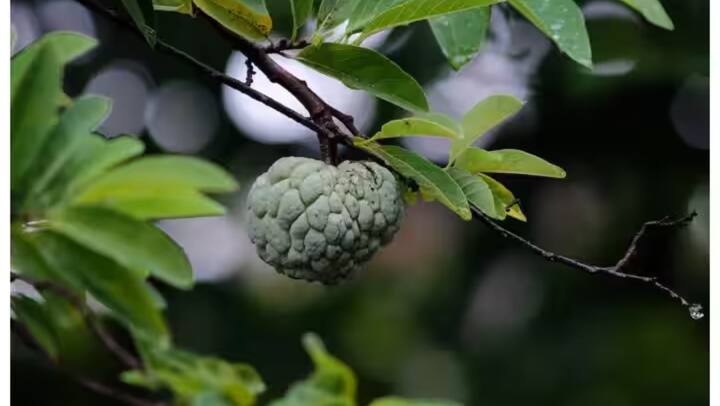 शरीफा, जिसे कस्टर्ड एप्पल भी कहा जाता है, आयरन के साथ-साथ अन्य कई पोषक तत्वों का खजाना है। इसके सेवन से न केवल आयरन की कमी दूर होती है, बल्कि शरीर को अन्य कई स्वास्थ्य लाभ भी मिलते हैं.
