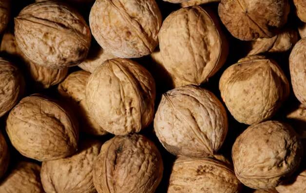 ਕੁਝ ਸਾਲਾਂ ਬਾਅਦ ਅਖਰੋਟ ਦਾ ਪੌਦਾ ਫਲ ਦੇਣਾ ਸ਼ੁਰੂ ਕਰ ਦੇਵੇਗਾ। ਤੁਸੀਂ ਫਲਾਂ ਦੇ ਪੱਕਣ 'ਤੇ ਉਨ੍ਹਾਂ ਨੂੰ ਤੋੜ ਸਕਦੇ ਹੋ ਅਤੇ ਉਨ੍ਹਾਂ ਦੀ ਵਰਤੋਂ ਕਰ ਸਕਦੇ ਹੋ।