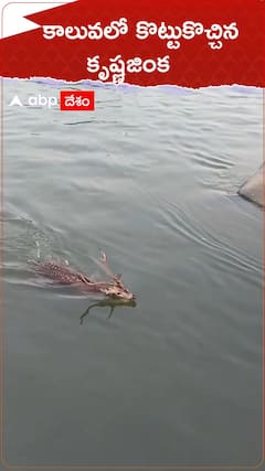 కాలువలో కొట్టుకొచ్చిన కృష్ణజింక.. కాపాడిన స్థానికులు