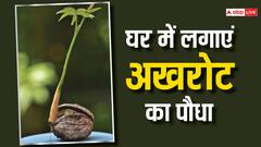 बाजार से अखरोट खरीदने का झंझट हो जाएगा खत्म, इस आसान तरीके से घर में उगा लें