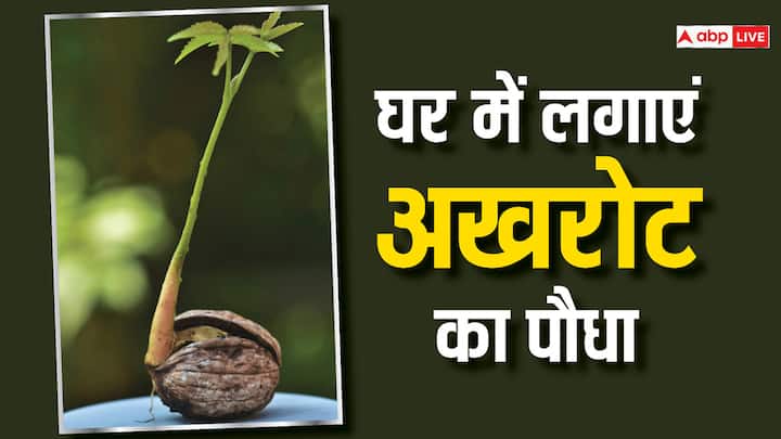 Walnut Plant at Home: आप अपने घर में ही अखरोट का पौधा लगा सकते हैं. इसके लिए आप कुछ आसान स्टेप फॉलो करने होंगे.