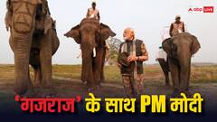 काजीरंगा में नरेंद्र मोदी का हाथी बना साथी! VIDEO में देखिए कैसे PM ने सफारी के दौरान की सवारी