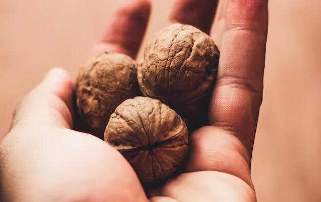 ਇਸ ਤੋਂ ਬਾਅਦ 10-12 ਇੰਚ ਡੂੰਘਾ ਘੜਾ ਚੁਣੋ। ਪਾਣੀ ਦੀ ਨਿਕਾਸੀ ਲਈ ਘੜੇ ਦੇ ਹੇਠਲੇ ਹਿੱਸੇ ਵਿੱਚ ਛੇਕ ਕਰੋ। ਇਸ ਤੋਂ ਬਾਅਦ ਇਸ ਨੂੰ ਦੁਮਟੀਆ ਮਿੱਟੀ, ਰੇਤ ਅਤੇ ਖਾਦ ਦੇ ਮਿਸ਼ਰਣ ਨਾਲ ਭਰ ਦਿਓ।