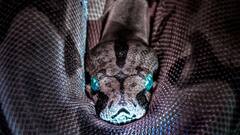 दुनिया में इस जगह पर अब भी मौजूद है 'नागलोक', गए को मौत पक्की