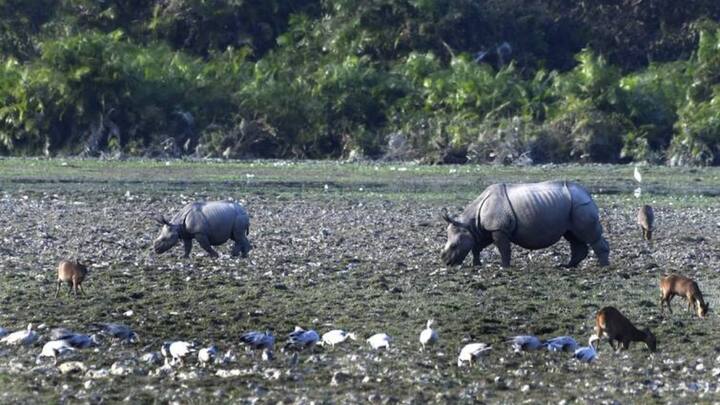 काजीरंगा नेशनल पार्क अपने एक सींग वाले गैंडों के लिए काफी मशहूर है. उन्हें देखने के लिए दुनियाभर से लोग यहां पहुंचते हैं. इसके अलावा यहां पर हाथियों, पानी वाले जंगली भैसों, हिरण और बाघों को भी देखने का मौका मिलता है.
