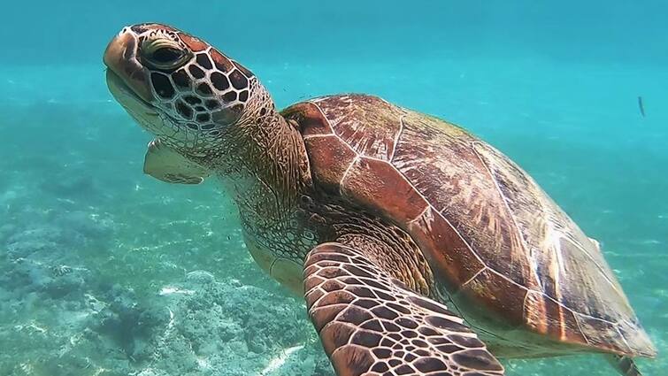 8 children killed after consuming sea turtle meat in Tanzania’s Zanzibar Tanzania: ஆமைக்கறியை ஆசையாக சாப்பிட்ட மக்கள்.. 8 குழந்தைகள் பலி, 78 பேருக்கு தீவிர சிகிச்சை