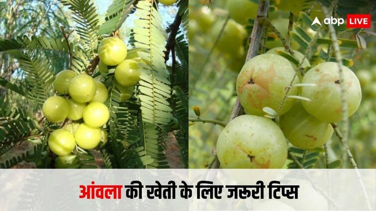 demand of amla is high in market these amla farming tips will help you बाजार में रहती है आंवले की भारी मांग, खेती से कर सकते हैं तगड़ी कमाई