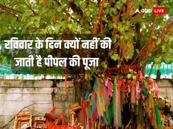 Pipal Puja: रविवार को इसलिए नहीं की जाती है पीपल की पूजा, जानें इससे जुड़ी पौराणिक मान्यता Pipal puja rules know why peepal tree is not worshiped on sunday Pipal Puja: रविवार को इसलिए नहीं की जाती है पीपल की पूजा, जानें इससे जुड़ी पौराणिक मान्यता
