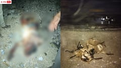 ఘోర ప్రమాదం - కాపరి సహా 80 గొర్రెలను ఢీకొన్న రైలు, ఎక్కడంటే?