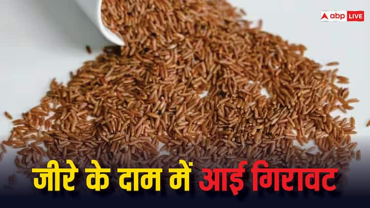 Rajasthan Cumin price decreased from 700 Rs to 350 Rs in Markets ANN Rajasthan News: जीरे के दाम में आई गिरावट, मंडियों में आवक बढ़ने से 700 से 350 रुपये तक गिरा भाव