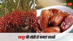 खजूर की खेती से लाखों कमा रहे हैं किसान, एक पेड़ दे रहा है 50,000 का मुनाफा