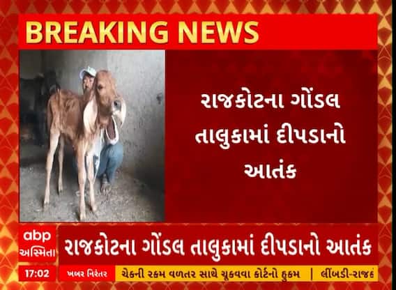 Rajkot News । ગોંડલના દેરડી પંથકમાં જોવા મળ્યો દીપડાનો આંતક