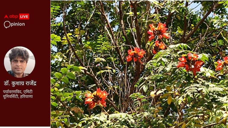 https:/Abplive.com/India-Rudra- Palash -The - ornamental - flower - of - the - British - which - became India's रुद्र पलाश: अंग्रेजों का सजावटी फूल जो भारत का होकर रह गया 