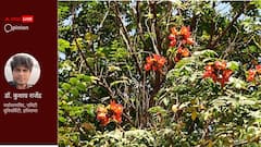 रुद्र पलाश: अंग्रेजों का सजावटी फूल जो भारत का होकर रह गया 