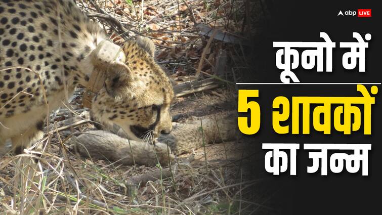 Kuno National Park Cheetah Gamini gave birth today to five cubs in Madhya Pradesh Kuno National Park: कूनो से आई गुड न्यूज़, मादा चीता गामिनी ने पांच शावकों को दिया जन्म