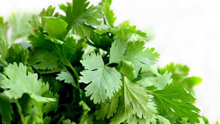 கொத்தமல்லி, கறிவேப்பிலை இலைகளை ஃப்ரிட்ஜில் வைக்கும் முன் துணியில் சுற்றி வைத்தால் அவை நீண்ட நாட்களுக்கு பச்சையாக இருக்கும்.