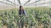 Polyhouse Farming: ખેતીથી કરવી છે તગડી કમાણી તો અપનાવો આ હાઉથ મેથડ, દર વર્ષે થશે લાખોની કમાણી
