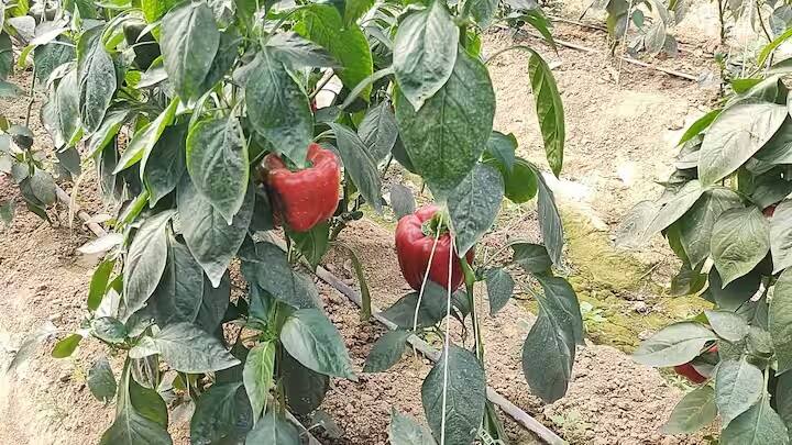 નાગલા મોતીરાઈ ગામના રહેવાસી નિવૃત શિક્ષક શ્યામ સુંદર શર્મા અને તેમના પુત્ર અમિત શર્માએ લગભગ 6 વર્ષ પહેલા પૉલી હાઉસ બનાવીને રંગબેરંગી કેપ્સીકમની ખેતી શરૂ કરી હતી. રંગબેરંગી કેપ્સીકમની ખેતી શરૂ કરતા પહેલા તેણે ખેતરની માટી, પાણી વગેરેનું પરીક્ષણ કરાવ્યું છે.