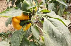 Polyhouse Farming: ਖੇਤੀ ਤੋਂ ਕਰਨਾ ਚਾਹੁੰਦੇ ਚੰਗੀ ਕਮਾਈ, ਤਾਂ ਅਪਣਾਓ ਪੋਲੀ ਹਾਊਸ ਮੈਥਡ, ਹਰ ਸਾਲ ਹੋਵੇਗੀ ਲੱਖਾਂ ਦੀ ਆਮਦਨ