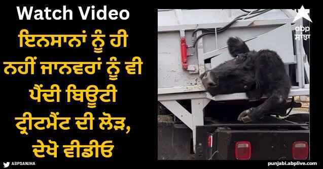 cow getting hedicure video viral this cow gets better spa treatment Viral Video: ਇਨਸਾਨਾਂ ਨੂੰ ਹੀ ਨਹੀਂ ਜਾਨਵਰਾਂ ਨੂੰ ਵੀ ਪੈਂਦੀ ਬਿਊਟੀ ਟ੍ਰੀਟਮੈਂਟ ਦੀ ਲੋੜ, ਦੇਖੋ ਵੀਡੀਓ