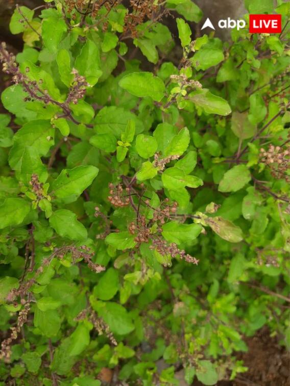 Vastu Tips: ये लोग घर में भूलकर भी ना लगाएं तुलसी का पौधा, वरना होंगी कई परेशानियां