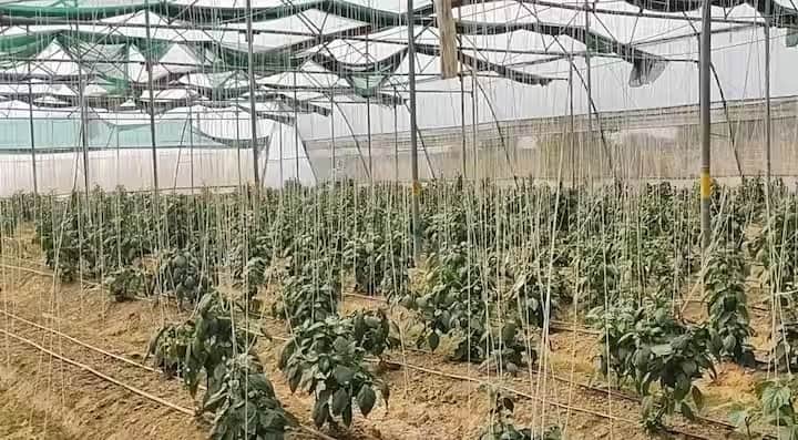 શ્યામ સુંદર શર્મા કહે છે કે પાકને જીવાતો અને રોગોથી મુક્ત બનાવવા માટે જૈવિક ટેકનોલોજીનો પણ ઉપયોગ કરવામાં આવે છે.