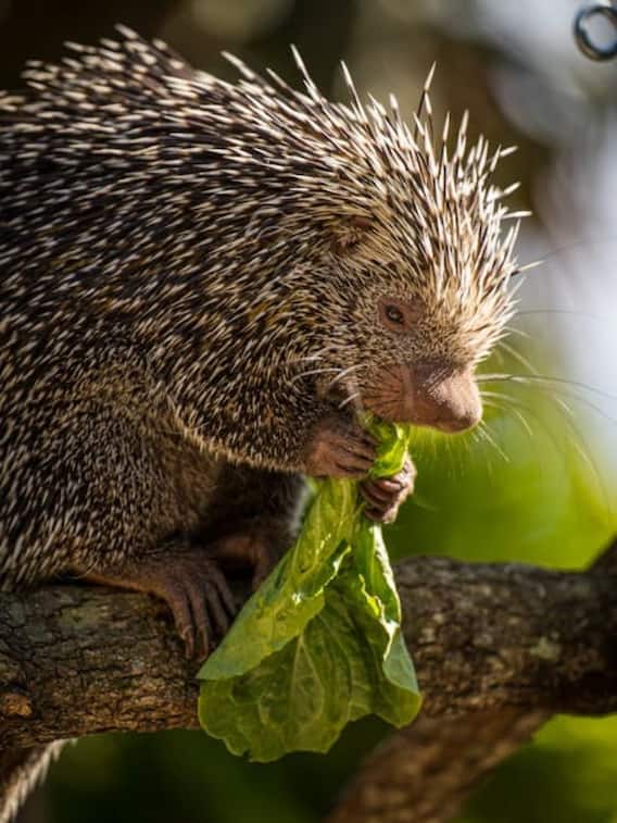 दिल्ली में मिलते हैं ये 10 जंगली जानवर, कैसे देखें