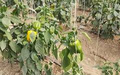 Polyhouse Farming: ਖੇਤੀ ਤੋਂ ਕਰਨਾ ਚਾਹੁੰਦੇ ਚੰਗੀ ਕਮਾਈ, ਤਾਂ ਅਪਣਾਓ ਪੋਲੀ ਹਾਊਸ ਮੈਥਡ, ਹਰ ਸਾਲ ਹੋਵੇਗੀ ਲੱਖਾਂ ਦੀ ਆਮਦਨ