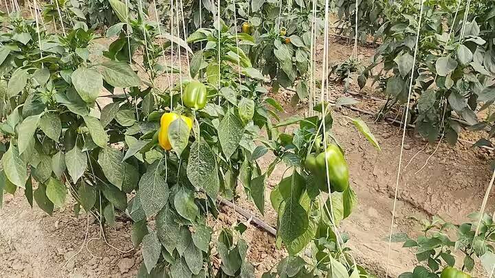 સમયની સાથે ખેતીની તકનીકો પણ બદલાઈ રહી છે.ખેડૂતો ખેતી માટે નવી નવી તકનીકોનો ઉપયોગ કરી રહ્યા છે. ઉત્તરપ્રદેશના હાથરસમાં એક ખેડૂત પોલી હાઉસમાં કેપ્સીકમની ઓર્ગેનિક ખેતી કરીને ઘણો નફો કમાઈ રહ્યો છે.