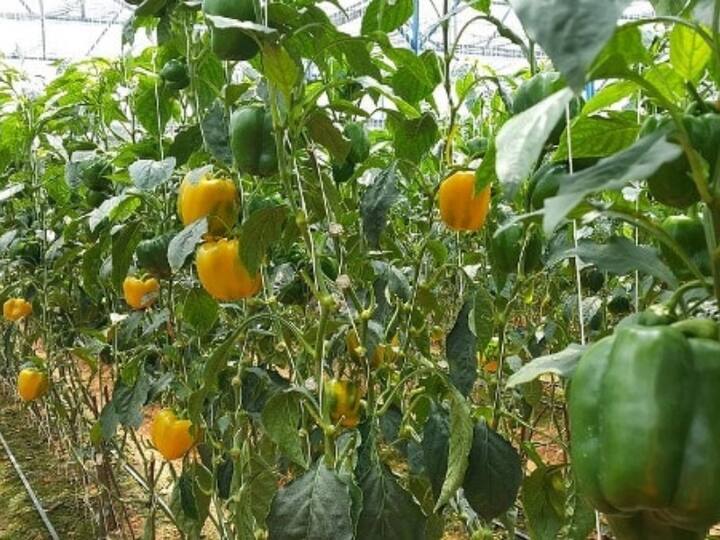 Polyhouse: પૉલી હાઉસ એક અદ્યતન ટેકનોલોજી છે જે આધુનિકતાથી ભરપૂર છે. આ રીતે ખેતી કરવાથી પાકને હવામાનની અસર થતી નથી. ઉપરાંત ખેડૂતોને સારી આવક પણ થાય છે.