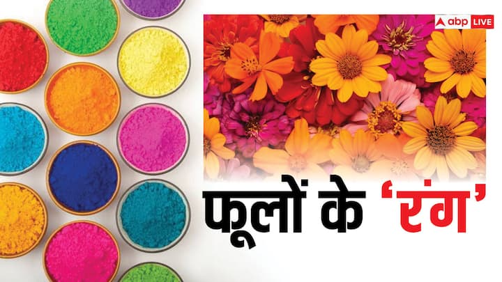 Safe And Happy Holi 2024: होली पर इस बार नैचुरल रंगों से त्योहार मनाना चाह रहे हैं तो अपने गार्डन के फूलों का इस्तेमाल कर सकते हैं. तो चलिए आपको बताते हैं फूलों से होली के रंग कैसे बनाएंगे.