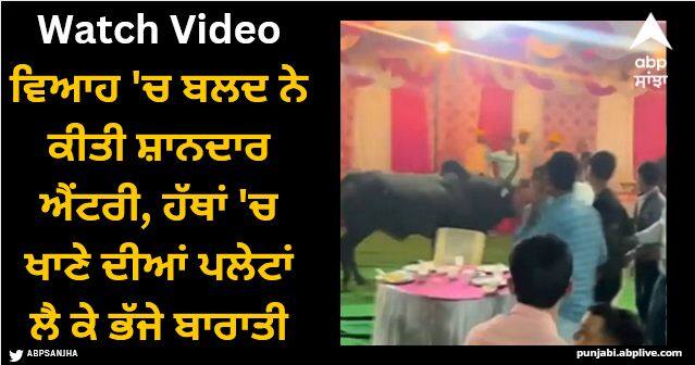 bull made a grand entry in wedding guests ran with food plates in hand Viral Video: ਵਿਆਹ 'ਚ ਬਲਦ ਨੇ ਕੀਤੀ ਸ਼ਾਨਦਾਰ ਐਂਟਰੀ, ਹੱਥਾਂ 'ਚ ਖਾਣੇ ਦੀਆਂ ਪਲੇਟਾਂ ਲੈ ਕੇ ਭੱਜੇ ਬਾਰਾਤੀ, ਦੇਖੋ ਵੀਡੀਓ