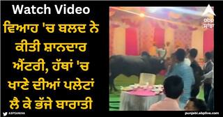 Viral Video: ਵਿਆਹ 'ਚ ਬਲਦ ਨੇ ਕੀਤੀ ਸ਼ਾਨਦਾਰ ਐਂਟਰੀ, ਹੱਥਾਂ 'ਚ ਖਾਣੇ ਦੀਆਂ ਪਲੇਟਾਂ ਲੈ ਕੇ ਭੱਜੇ ਬਾਰਾਤੀ, ਦੇਖੋ ਵੀਡੀਓ