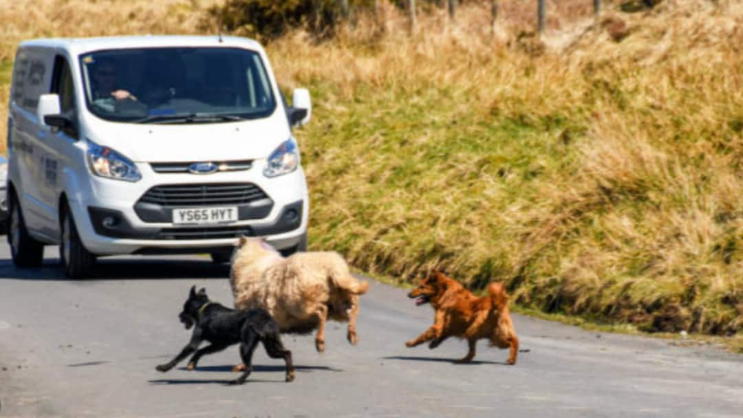 कार और बाइक के पीछे क्यों दौड़ने लगते हैं कुत्ते, जानिए क्या कहता है विज्ञान Why do dogs start running behind cars and bikes know what science says कार और बाइक के पीछे क्यों दौड़ने लगते हैं कुत्ते, जानिए क्या कहता है विज्ञान