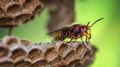 एक दिन में 2 हजार अंडे तक देती है रानी मधुमक्खी, जानिए क्यों होती है खास