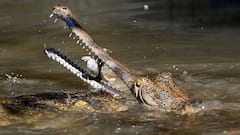 मुंबई में पवई झील के बाहर दिखा मगरमच्छ, लोगों में दहशत, पुलिस अलर्ट