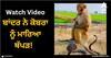 Viral Video: ਬਾਂਦਰ ਨੇ ਕੋਬਰਾ ਨੂੰ ਮਾਰਿਆ ਥੱਪੜ, ਦੇਖੋ ਲੜਾਈ ਦੀ ਖਤਰਨਾਕ ਵੀਡੀਓ