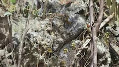 Optical Illusion: पेड़ों के बीच में कहीं छिपी है चिड़िया, 4 सेकेंड में ढूंढ निकालने का है चैलेंज