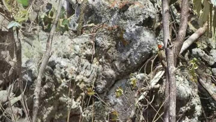 सोशल मीडिया पर वायरल इस तस्वीर से 4 सेकंड में पक्षी को पहचानना है