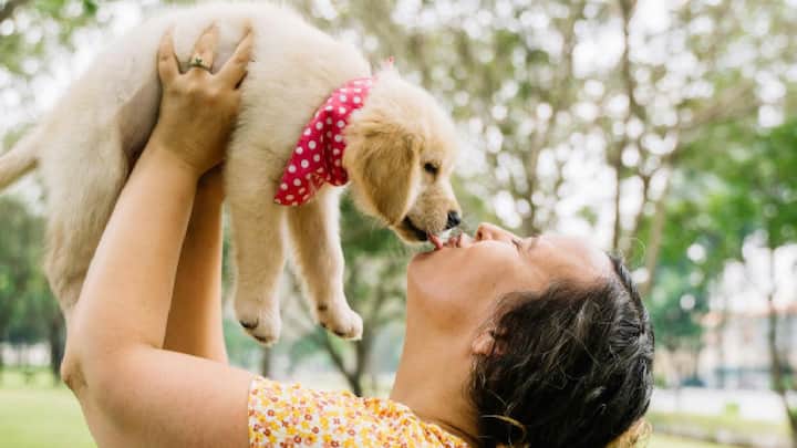 कुत्र्यांनी  चेहरा चाटणे धोकादायक ठरू शकते. हे कसे धोकादायक ठरू शकते आणि कोणती खबरदारी घ्यावी हे जाणून घेऊया.