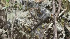 Optical Illusion: पेड़ों के बीच में कहीं छिपी है चिड़िया, 4 सेकेंड में ढूंढ निकालने का है चैलेंज