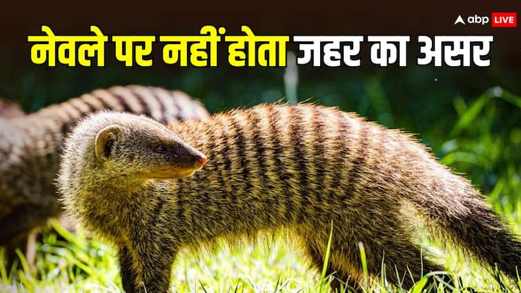 king cobra like snake venom not affected by mongoose What do scientists say नेवले पर क्यों नहीं होता सांप के जहर का असर, क्या कहते हैं वैज्ञानिक