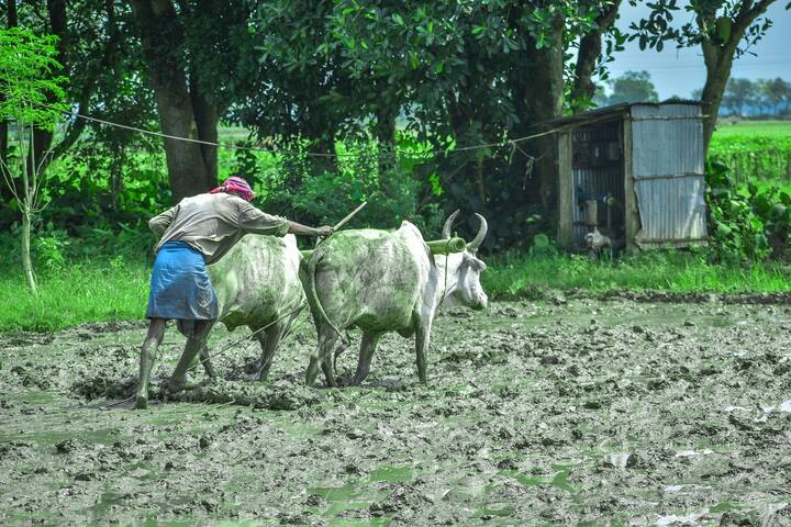 पीएम किसान योजना में सरकार एक साल में कुल 6 हजार रुपये किसानों के खाते में डालती है, जो तीन किस्तों में ट्रांसफर किए जाते हैं.